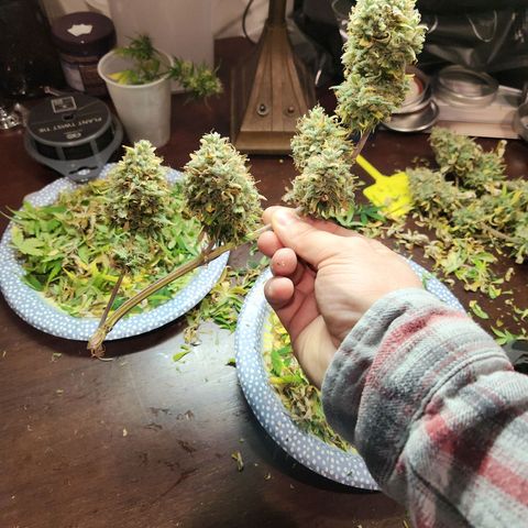 Speakeasy Sidecar Auto Front Pot X growlog timeline photo