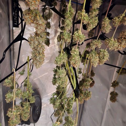 Speakeasy Sidecar Auto Front Pot X growlog timeline photo