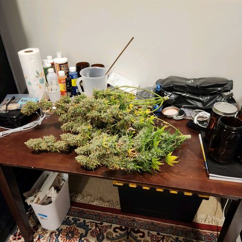 Speakeasy Sidecar Auto Front Pot X growlog timeline photo