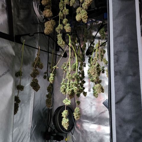 Speakeasy Sidecar Auto Front Pot X growlog timeline photo
