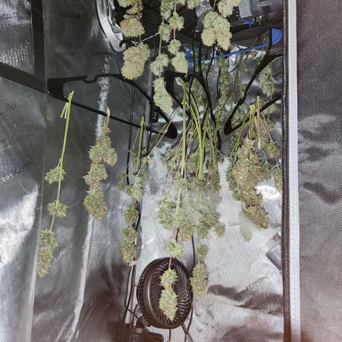 Speakeasy Sidecar Auto Front Pot X growlog timeline photo