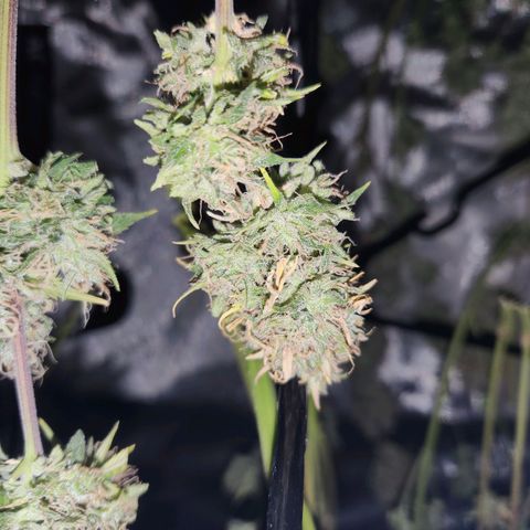Speakeasy Sidecar Auto Front Pot X growlog timeline photo