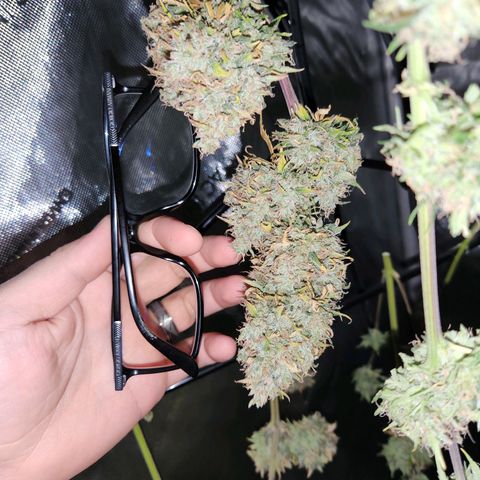 Speakeasy Sidecar Auto Front Pot X growlog timeline photo