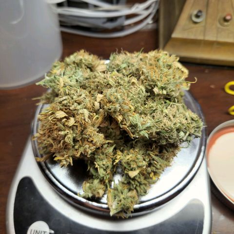 Speakeasy Sidecar Auto Front Pot X growlog timeline photo