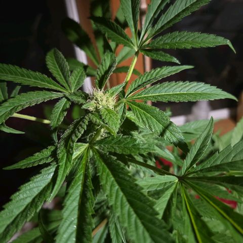 Mauricette growlog photo: 2 mois de travail 
