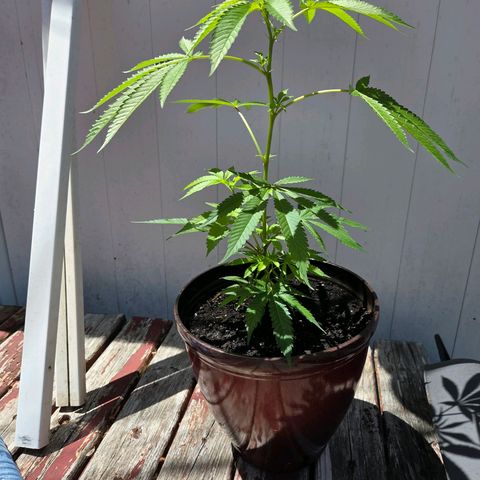 Mauricette growlog photo: 2 mois de travail 