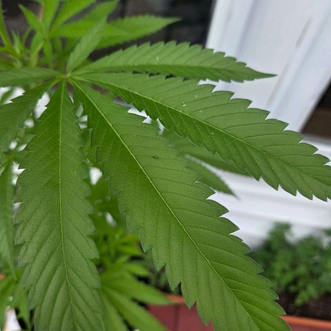 Mauricette growlog photo: 2 mois de travail 