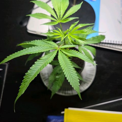 Mauricette growlog photo: 2 mois de travail 