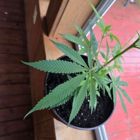 Mauricette growlog photo: 2 mois de travail 