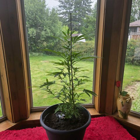 Mauricette growlog photo: 2 mois de travail 