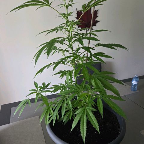 Mauricette growlog photo: 2 mois de travail 
