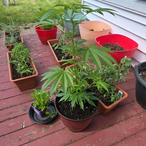 Mauricette growlog photo: 2 mois de travail 