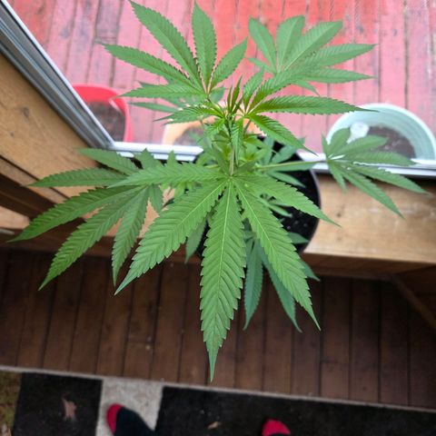 Mauricette growlog photo: 2 mois de travail 