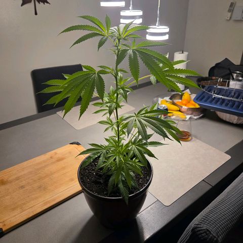 Mauricette growlog photo: 2 mois de travail 
