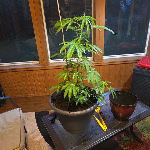 Mauricette growlog photo: 2 mois de travail 