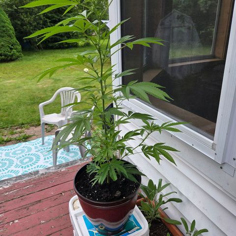 Mauricette growlog photo: 2 mois de travail 