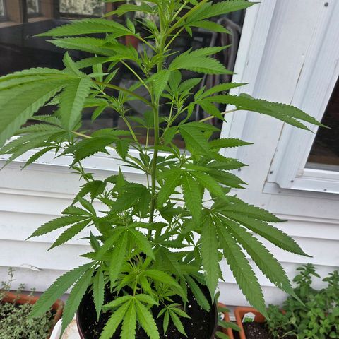 Mauricette growlog photo: 2 mois de travail 