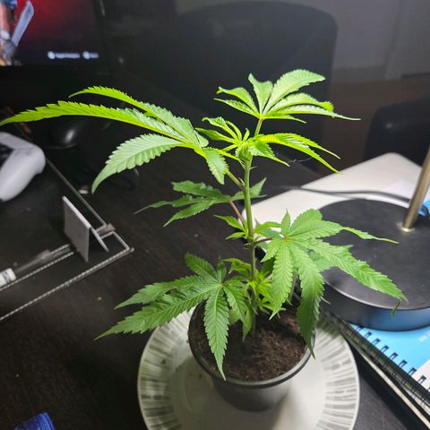 Mauricette growlog photo: 2 mois de travail 