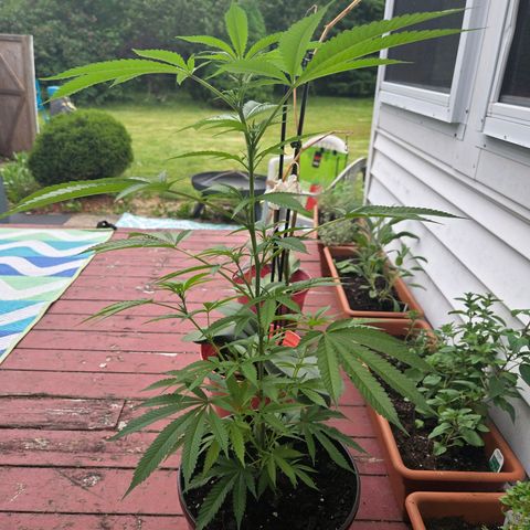 Mauricette growlog photo: 2 mois de travail 