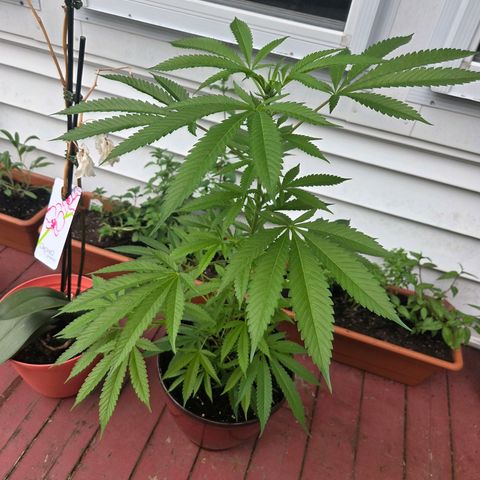 Mauricette growlog photo: 2 mois de travail 