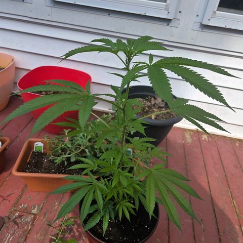 Mauricette growlog photo: 2 mois de travail 
