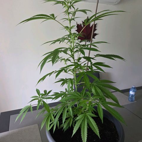 Mauricette growlog photo: 2 mois de travail 