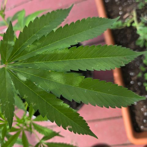 Mauricette growlog photo: 2 mois de travail 