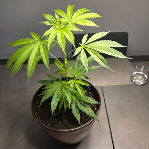 Mauricette growlog photo: 2 mois de travail 