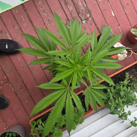 Mauricette growlog photo: 2 mois de travail 