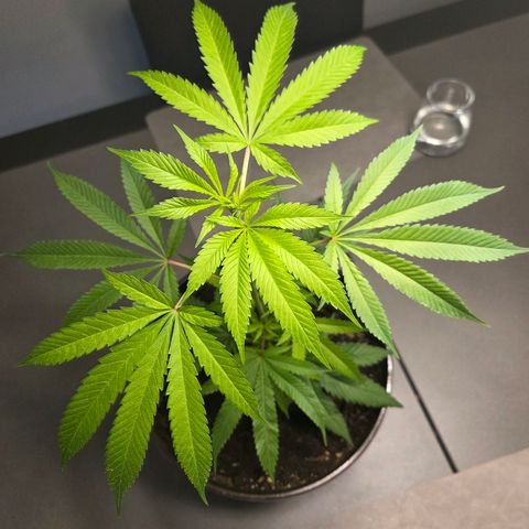 Mauricette growlog photo: 2 mois de travail 