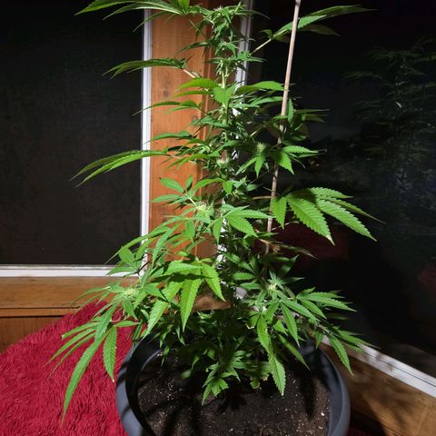 Mauricette growlog photo: 2 mois de travail 