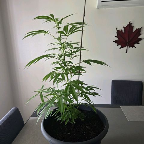 Mauricette growlog photo: 2 mois de travail 