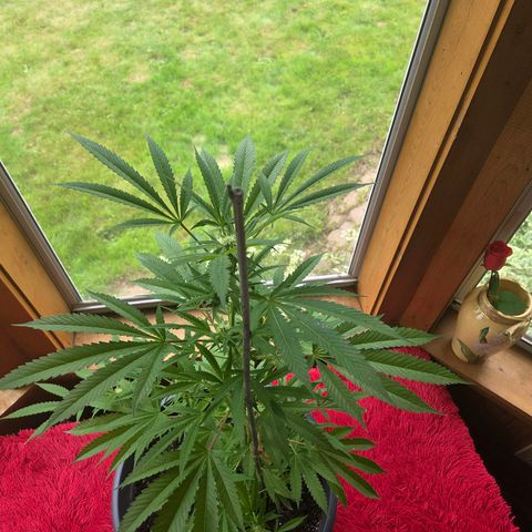 Mauricette growlog photo: 2 mois de travail 