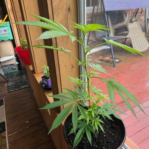 Mauricette growlog photo: 2 mois de travail 