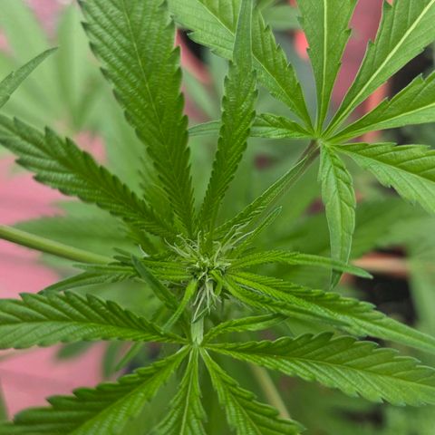 Mauricette growlog photo: 2 mois de travail 
