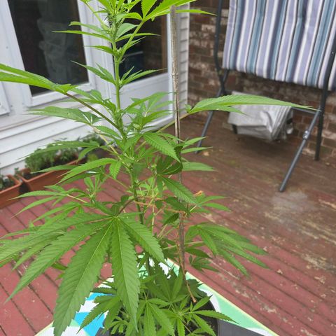 Mauricette growlog photo: 2 mois de travail 