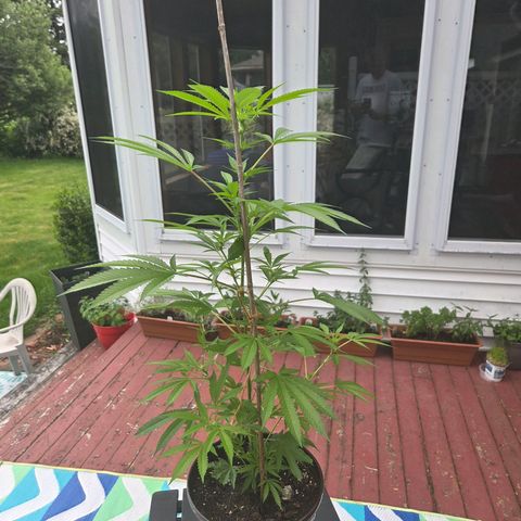 Mauricette growlog photo: 2 mois de travail 