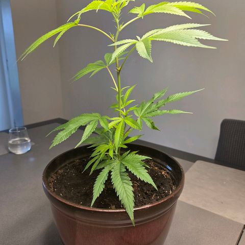 Mauricette growlog photo: 2 mois de travail 