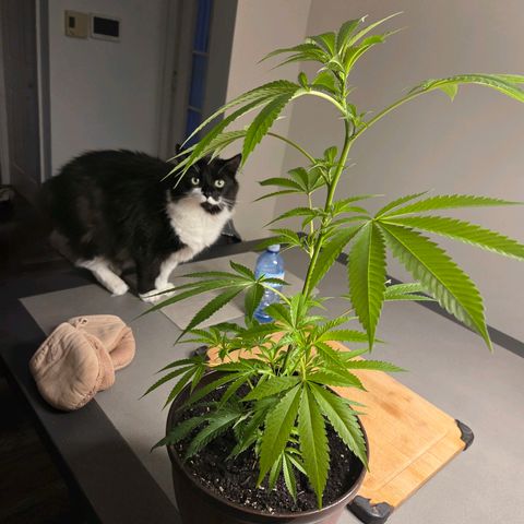 Mauricette growlog photo: 2 mois de travail 