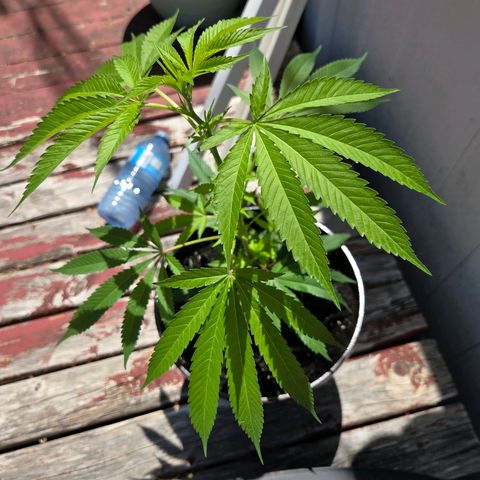 Mauricette growlog photo: 2 mois de travail 