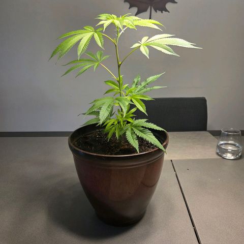 Mauricette growlog photo: 2 mois de travail 