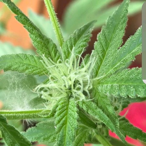 Mauricette growlog timeline photo