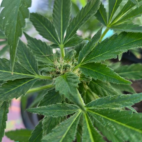 Mauricette growlog photo: Belle journée en extérieur arroser toutes les 4h 