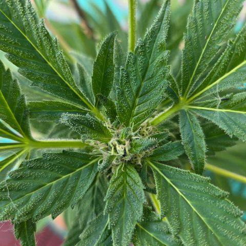 Mauricette growlog photo: Belle journée en extérieur arroser toutes les 4h 