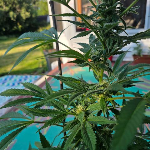 Mauricette growlog photo: Belle journée en extérieur arroser toutes les 4h 