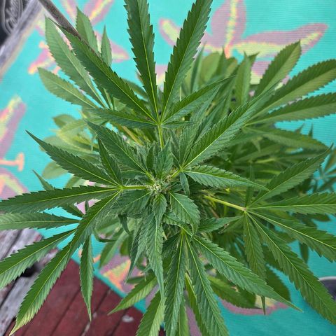 Mauricette growlog photo: Belle journée en extérieur arroser toutes les 4h 