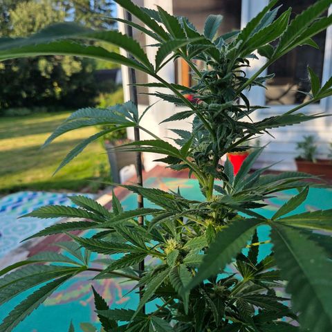 Mauricette growlog photo: Belle journée en extérieur arroser toutes les 4h 