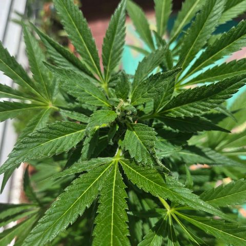 Mauricette growlog timeline photo
