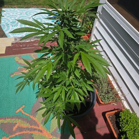 Mauricette growlog timeline photo