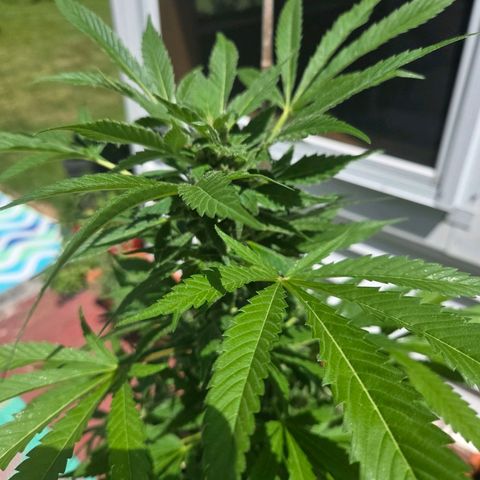 Mauricette growlog timeline photo
